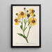Reproduction of the painting Helenium atropurpureum var. grandicephalum - Charles Antoine Lemaire