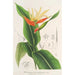 Heliconia aurantiaca - Charles Antoine Lemaire — vista de la obra