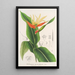 Heliconia aurantiaca - Charles Antoine Lemaire — cuadro enmarcado en la pared