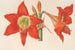 Hippeastrum Amaryllis pyrrochroum - Charles Antoine Lemaire — vista de la obra
