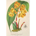 Houlletia chrysantha - Charles Antoine Lemaire — artwork view