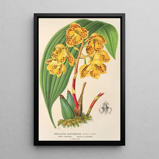 Charles Antoine Lemaire - Houlletia chrysantha.webp