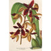 Houlletia odoratissima Antioquiensis - Charles Antoine Lemaire — artwork view