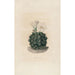 Iconografía descriptiva de los cactus Pl06 - Charles Antoine Lemaire — vista de la obra