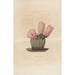 Iconografía descriptiva de los cactus Pl08 - Charles Antoine Lemaire — vista de la obra