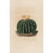 Iconografía descriptiva de los cactus Pl10 - Charles Antoine Lemaire — vista de la obra