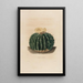 Iconografía descriptiva de los cactus Pl10 - Charles Antoine Lemaire — cuadro enmarcado en la pared
