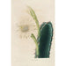 Reproducción del cuadro Iconografía descriptiva de los cactus Pl11 - Charles Antoine Lemaire