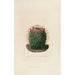 Iconografía descriptiva de los cactus Pl12 - Charles Antoine Lemaire — vista de la obra