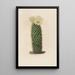 Reproducción del cuadro Iconografía descriptiva de los cactus Pl13 - Charles Antoine Lemaire