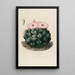 Reproducción del cuadro Iconografía descriptiva de los cactus Pl14 - Charles Antoine Lemaire