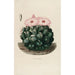 Reproducción del cuadro Iconografía descriptiva de los cactus Pl14 - Charles Antoine Lemaire