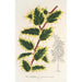 Ilex aquifolium - Charles Antoine Lemaire — vista de la obra