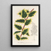 Ilex aquifolium - Charles Antoine Lemaire — cuadro enmarcado en la pared