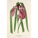 Iris Kaempferi Siebold - Charles Antoine Lemaire — vista de la obra