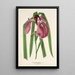 Iris Kaempferi Siebold - Charles Antoine Lemaire — cuadro enmarcado en la pared