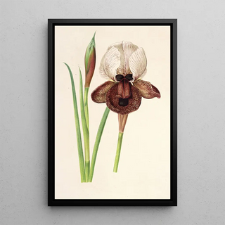 Charles Antoine Lemaire - Iris ibrica.webp