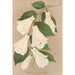 Lapageria rosea R y P var albiflora - Charles Antoine Lemaire — vista de la obra