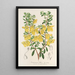 Reproduction of the painting Lepidostemon penstemonoides Penstemon Lobbii - Charles Antoine Lemaire