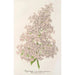Reproduction of the painting Lilas Ambroise Verschaffelt - Charles Antoine Lemaire