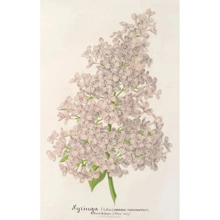 Charles Antoine Lemaire - Lilas Ambroise Verschaffett.webp