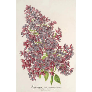 Charles Antoine Lemaire - Lilas Prsident Massart.webp
