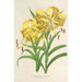 Reproducción del cuadro Lilium Leichtlinii - Charles Antoine Lemaire