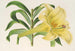 Lilium neilgherricum - Charles Antoine Lemaire — vista de la obra