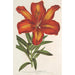 Lilium formosum - Charles Antoine Lemaire — vista de la obra