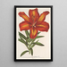 Lilium formosum - Charles Antoine Lemaire — cuadro enmarcado en la pared