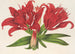 Lilium fulgens Ch Morr var staminosum - Charles Antoine Lemaire — vista de la obra
