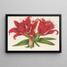 Lilium fulgens Ch Morr var staminosum - Charles Antoine Lemaire — cuadro enmarcado en la pared