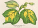 Liriodendron tulipifera - Charles Antoine Lemaire — vista de la obra