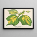 Liriodendron tulipifera - Charles Antoine Lemaire — cuadro enmarcado en la pared