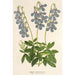Lobelia coronopifolia - Charles Antoine Lemaire — vista de la obra