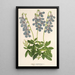 Lobelia coronopifolia - Charles Antoine Lemaire — cuadro enmarcado en la pared