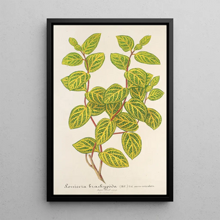 Charles Antoine Lemaire - Lonicera brachypoda var fol aureovariegatis.webp