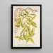 Lonicera periclymenum aureum - Charles Antoine Lemaire — framed artwork on a wall