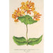 Reproducción del cuadro Lonicera sempervirens Plantierensis - Charles Antoine Lemaire