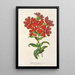 Lychnis Haagena - Charles Antoine Lemaire — framed artwork on a wall