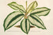 Maranta Baraquinii - Charles Antoine Lemaire — artwork view