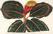 Maranta Roseo-Picta - Charles Antoine Lemaire — artwork view