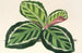 Maranta illustris - Charles Antoine Lemaire — artwork view