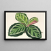 Maranta illustris - Charles Antoine Lemaire — framed artwork on a wall