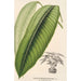 Maranta smaragdina - Charles Antoine Lemaire — cuadro enmarcado en la pared
