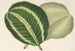 Maranta virginalis - Charles Antoine Lemaire — vista de la obra