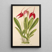 Masdevallia Lindeni - Charles Antoine Lemaire — framed artwork on a wall