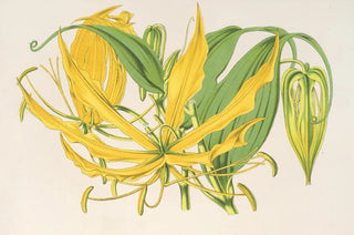 Charles Antoine Lemaire - Methonica grandiflora.webp