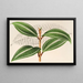 Miconia pulverulenta v trifasciata - Charles Antoine Lemaire — cuadro enmarcado en la pared