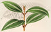 Miconia pulverulenta v trifasciata - Charles Antoine Lemaire — vista de la obra